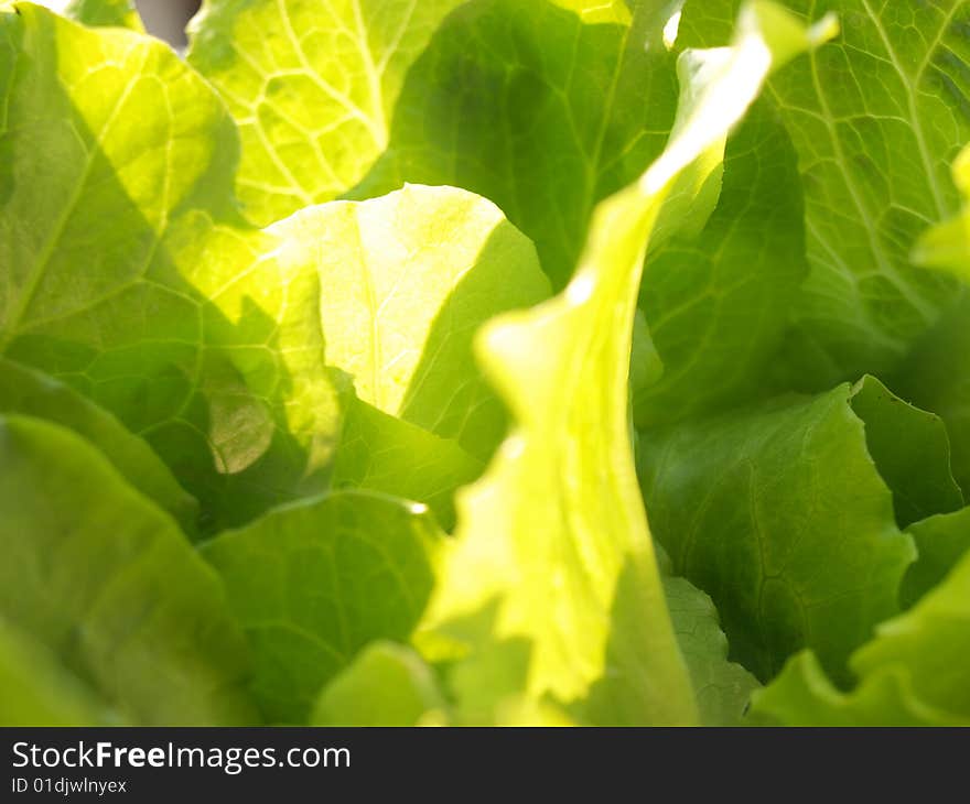 Some fresh lettuce under sunshine.