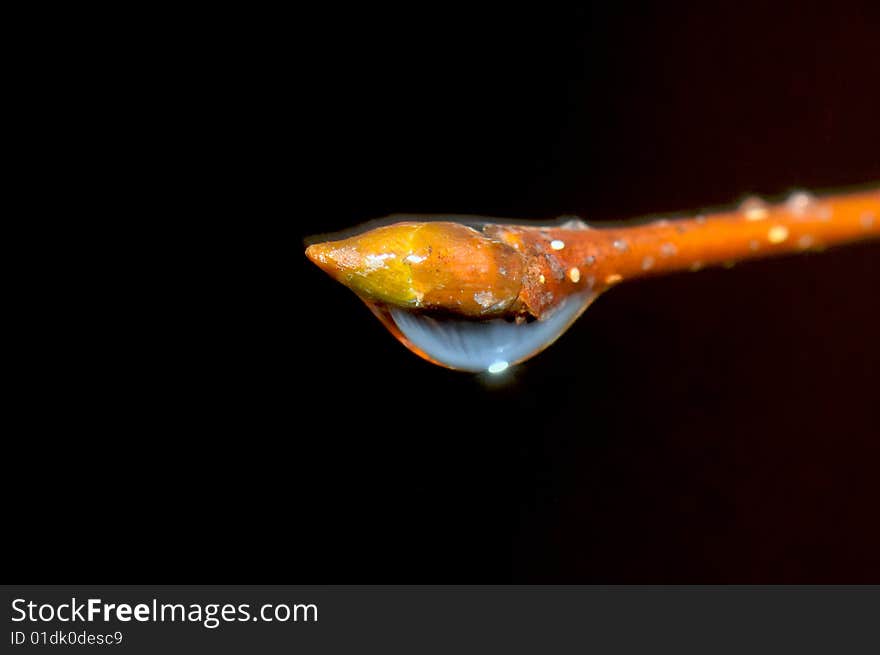 Water drop on a tree branch