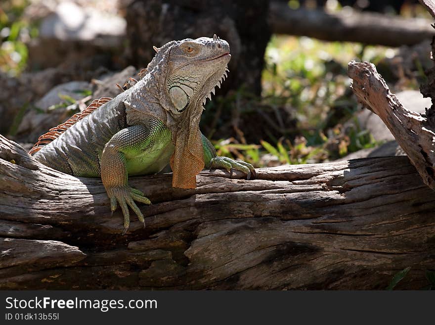 Iguanar show time in Thailand, bangkok