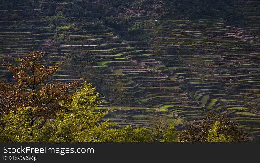 Terraces in autumn in the south of china