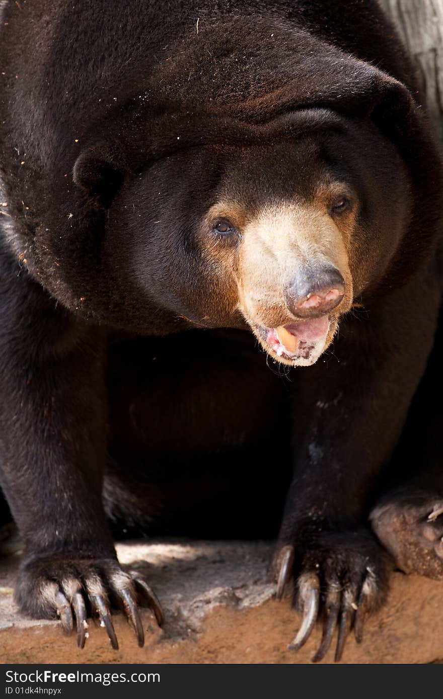 Malayan Sun Bear