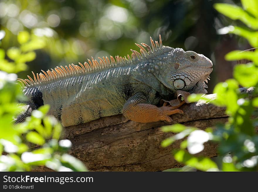 Iguanar show time in Thailand, bangkok