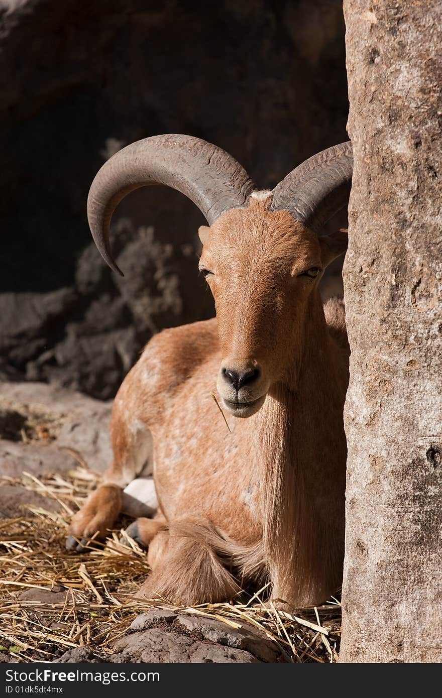 Barbary sheep is reclining on the ground, Bangkok, thailand. Barbary sheep is reclining on the ground, Bangkok, thailand