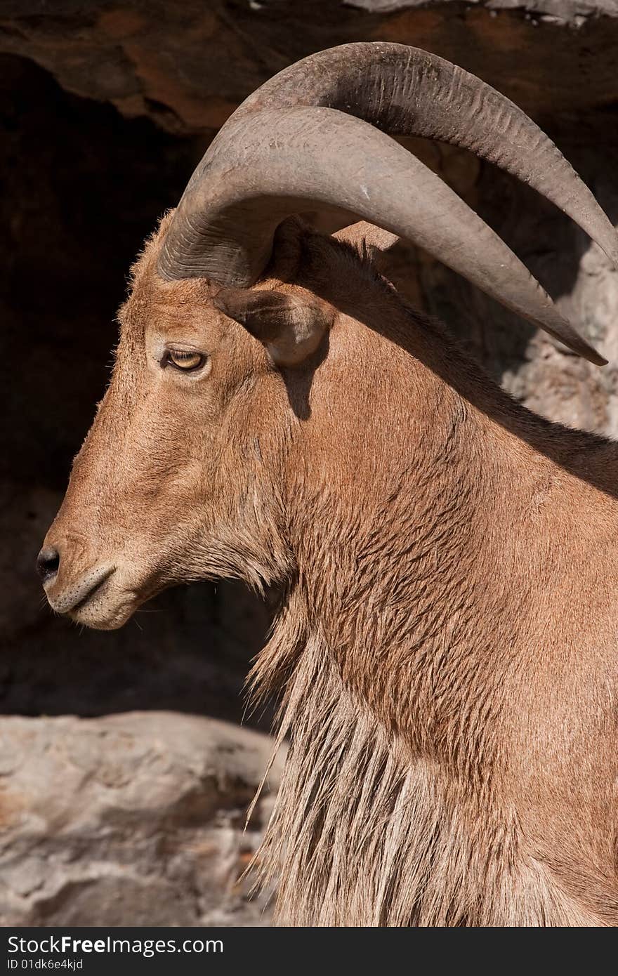 Barbary sheep is shown in the side, Bangkok, thailand