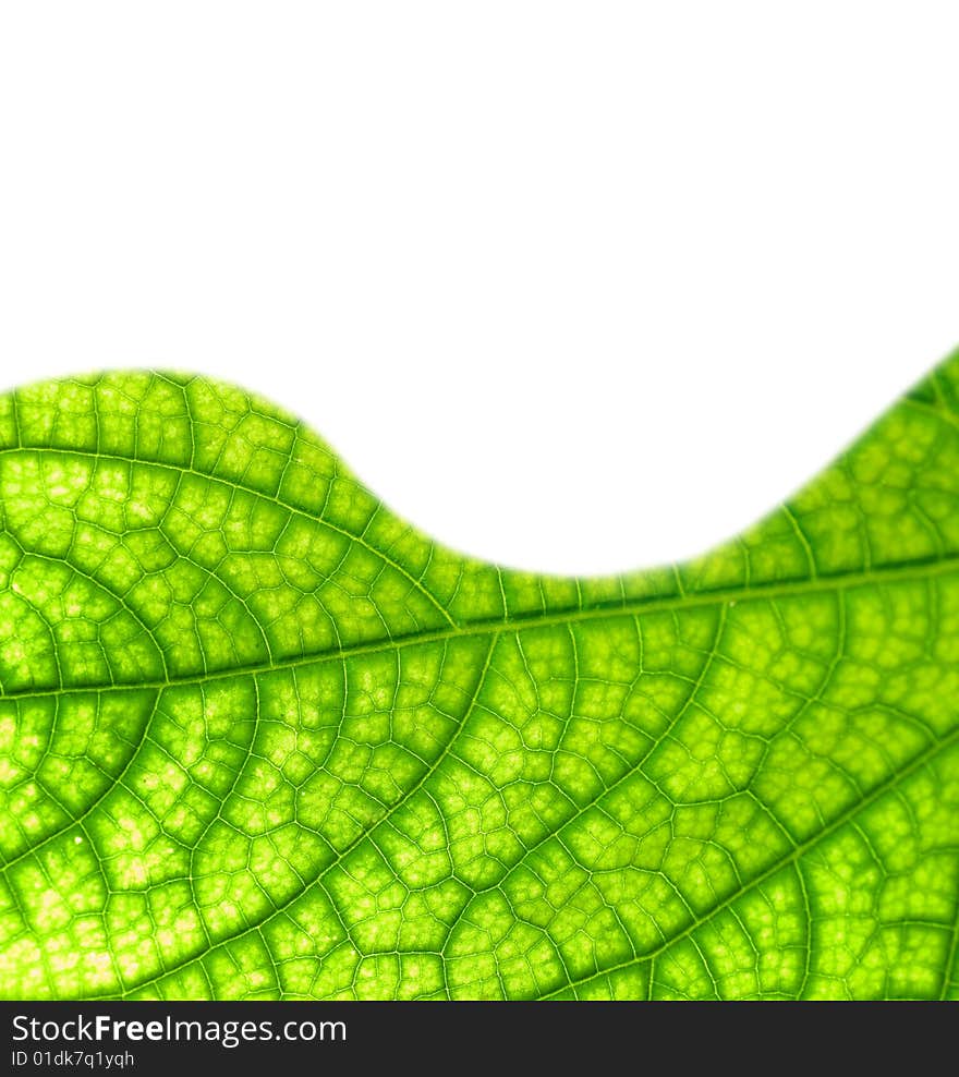 Picture of a Green leaf texture