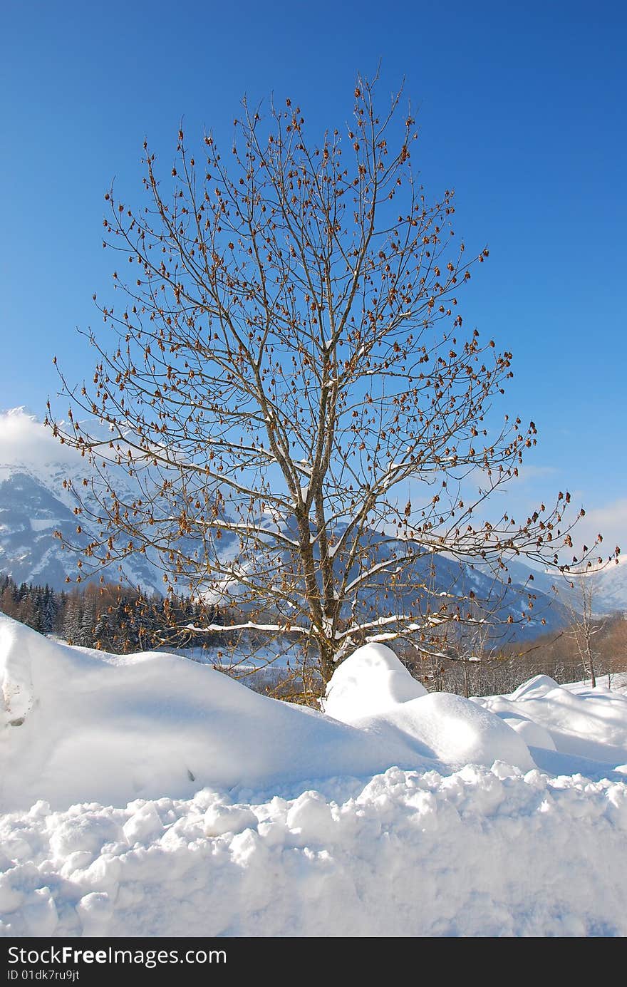 Winter tree in snow landscape