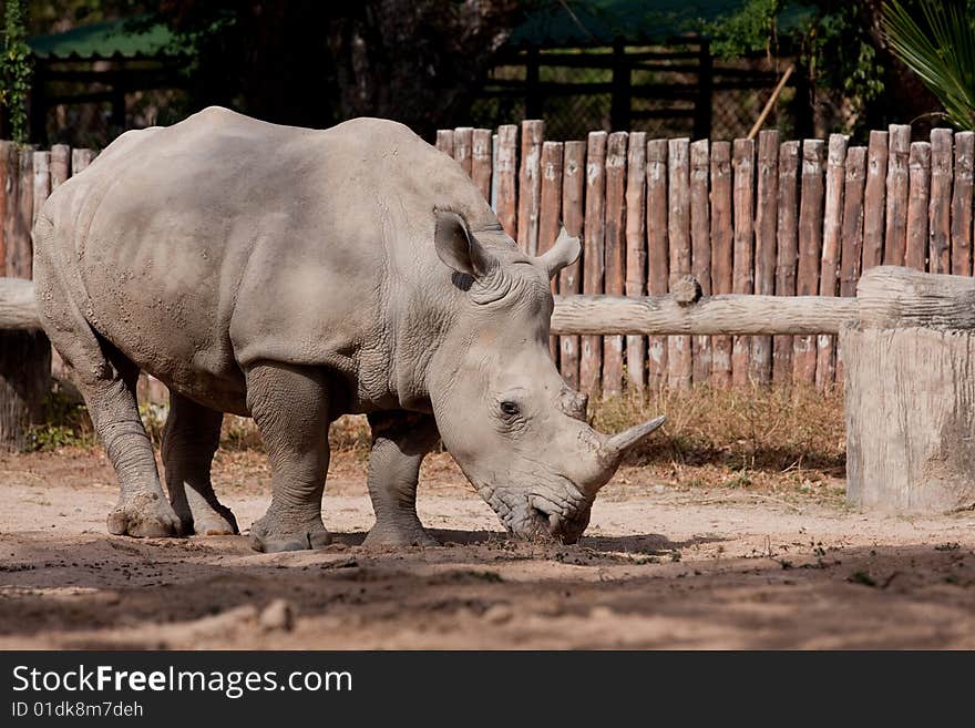 White Rhinoceros in thailand is finding something to eat