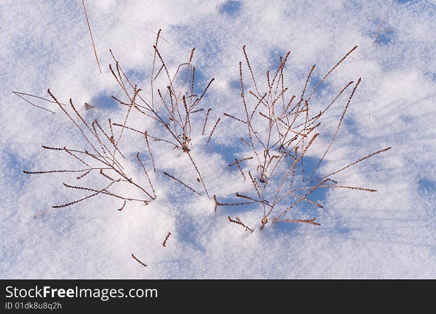 Dry Grass On Snow