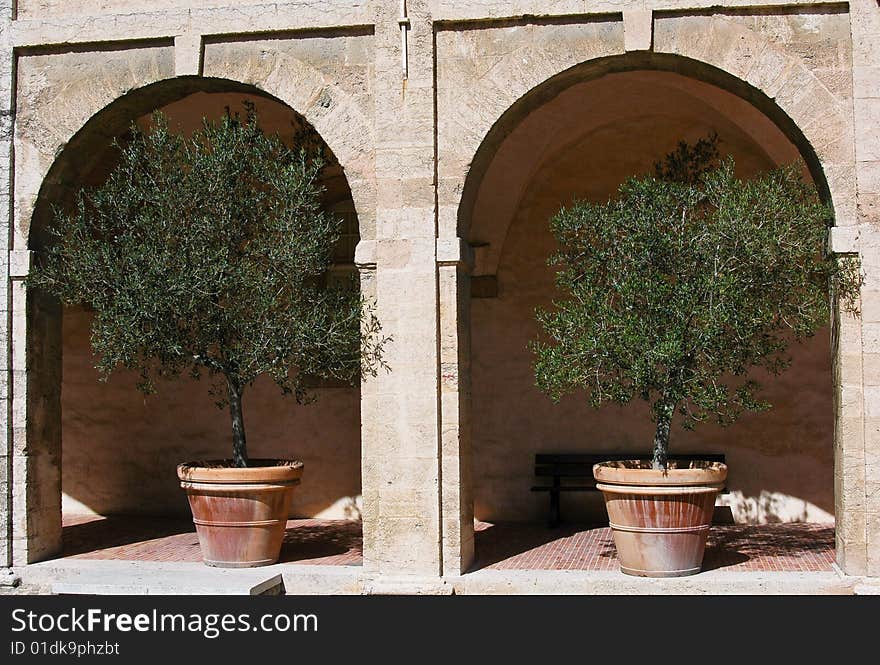 Olives Trees