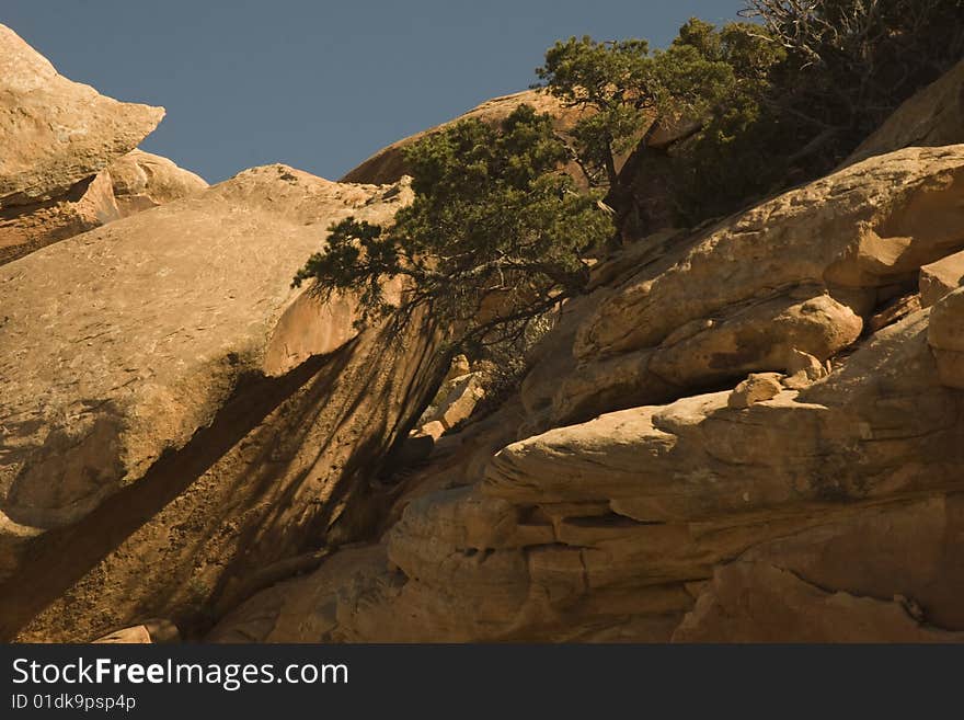 Trees And Rocks