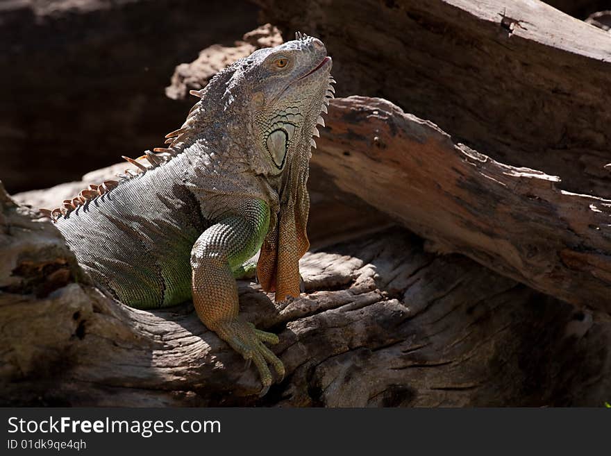 Iguana hungry