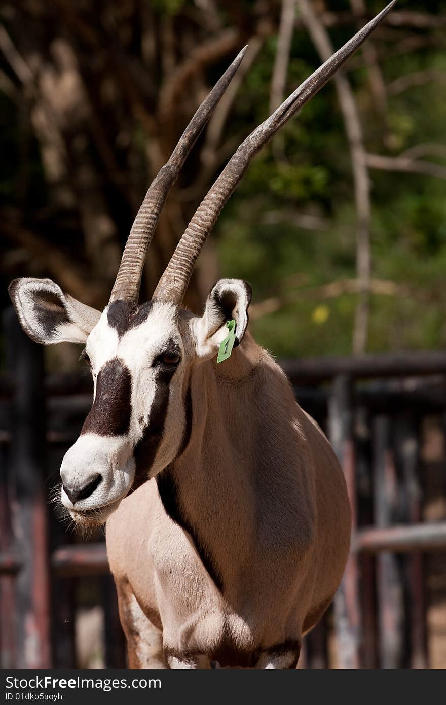 Gemsbok (Oryx) is standing in the feeding area and waiting for the grass. Its look like a cow or goats.