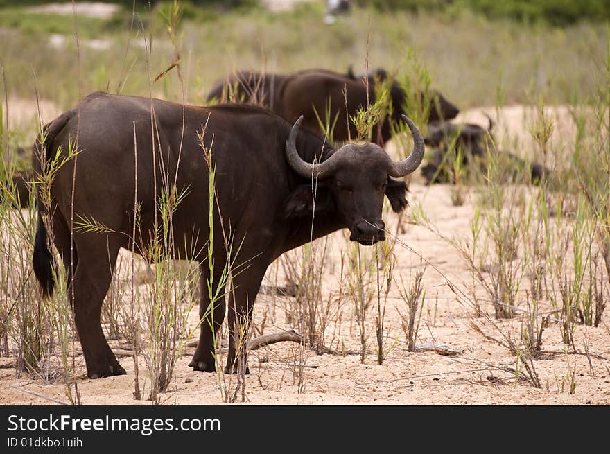 Buffalo bull in Kruger park