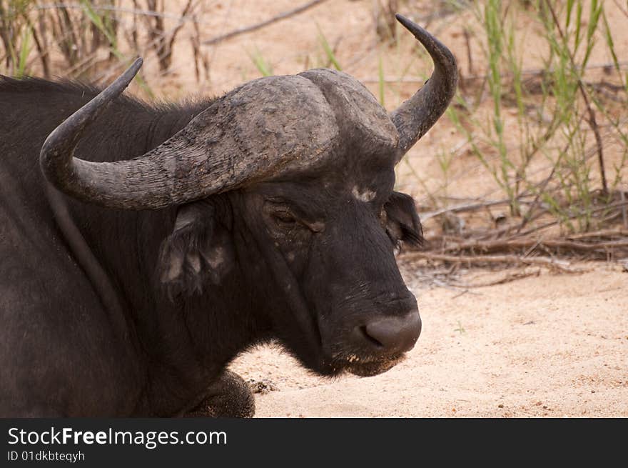 Buffalo bull in Kruger park