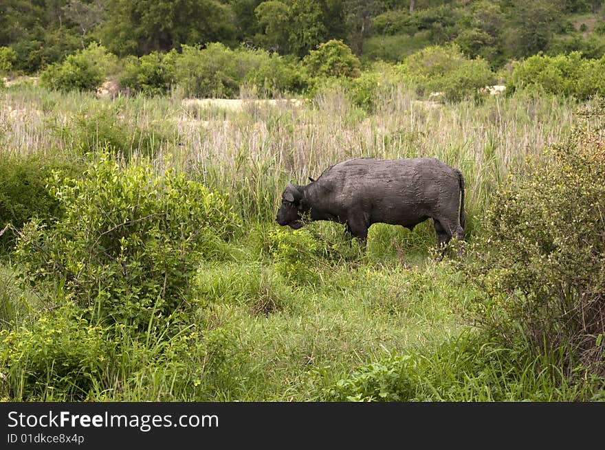 Buffalo bull in Kruger park