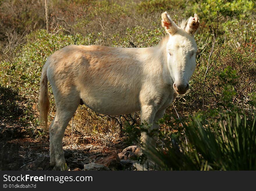 Albino Donkey