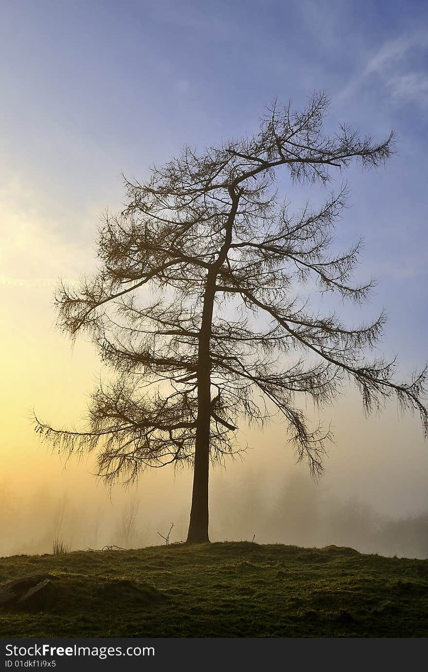 An isolated Larch Silhouetted against the setting sun. An isolated Larch Silhouetted against the setting sun