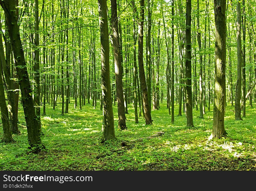 Sunlight in the green forest, spring time