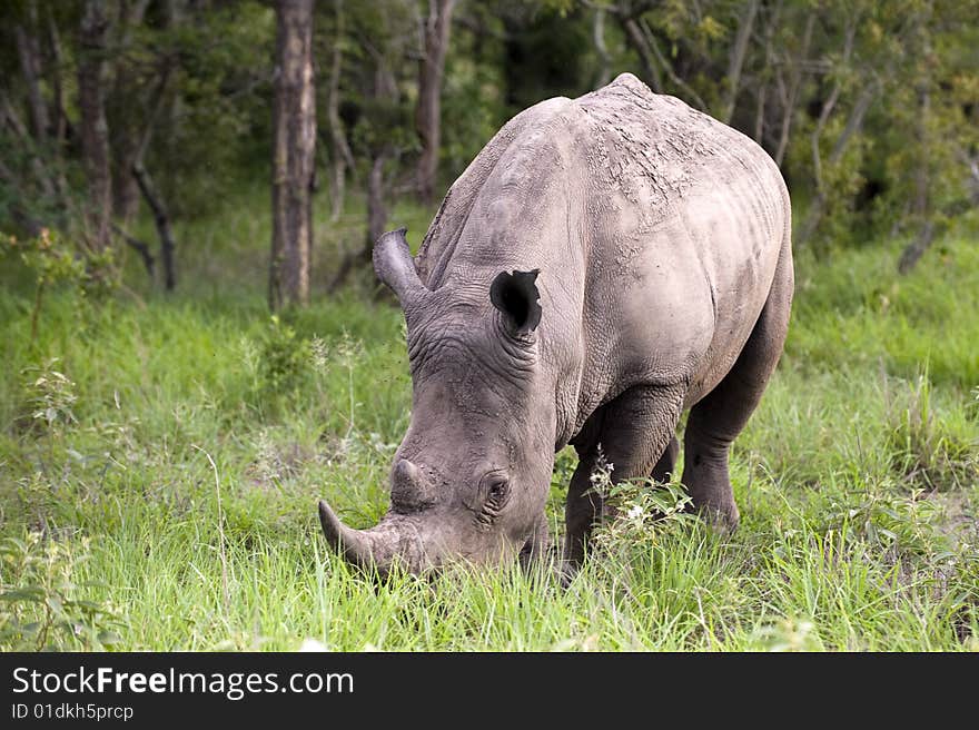 Rhino in Kruger Park