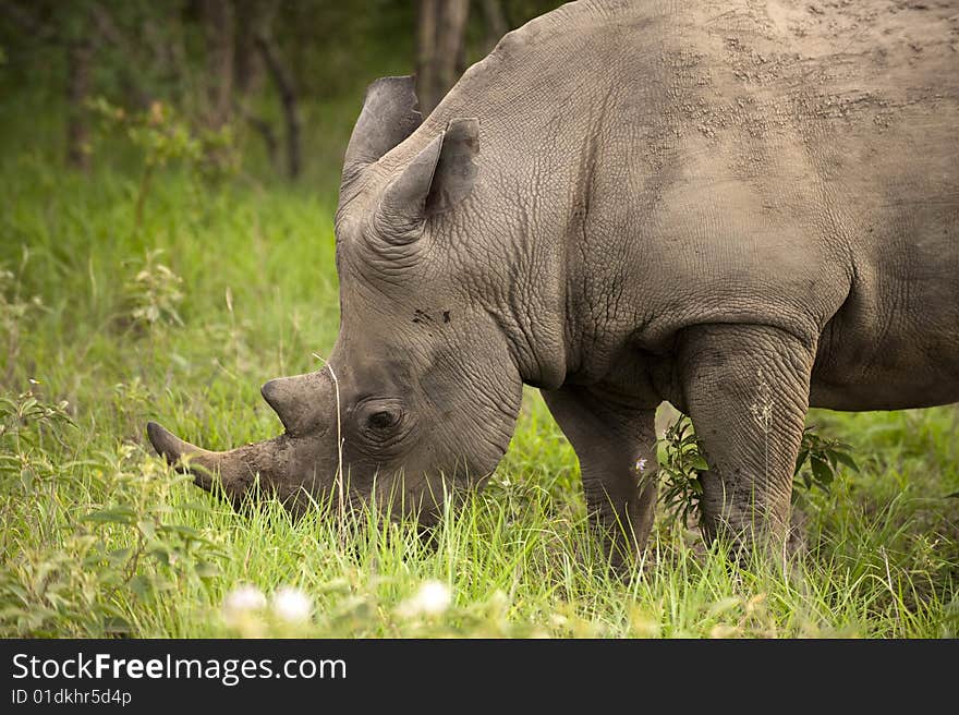 Rhino In Kruger Park