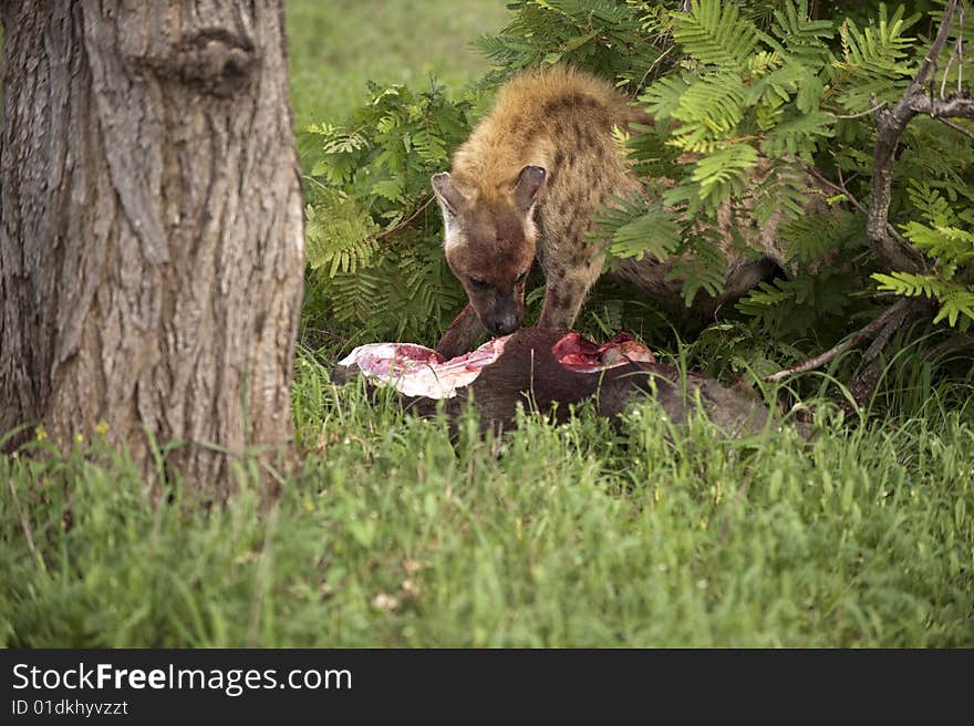 Hungry Hyena