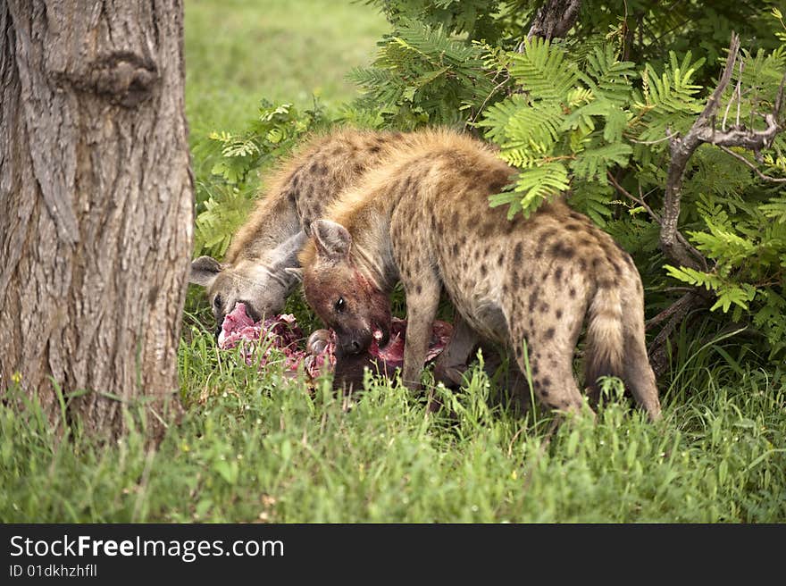 Hungry Hyenas