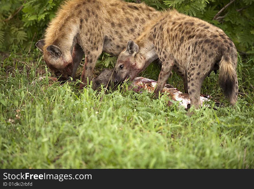 Hungry hyenas