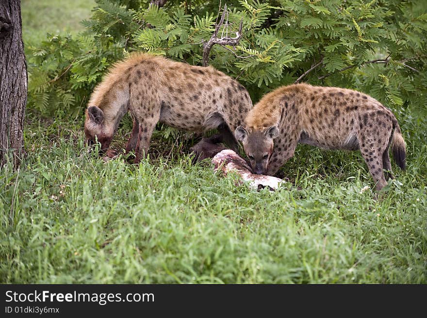 Hungry hyenas are eating dead animal