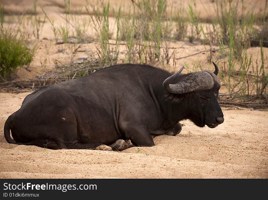 Buffalo bull in Kruger park