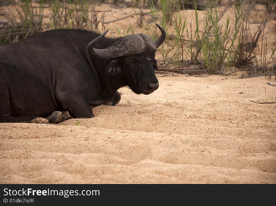 Buffalo bull in Kruger park