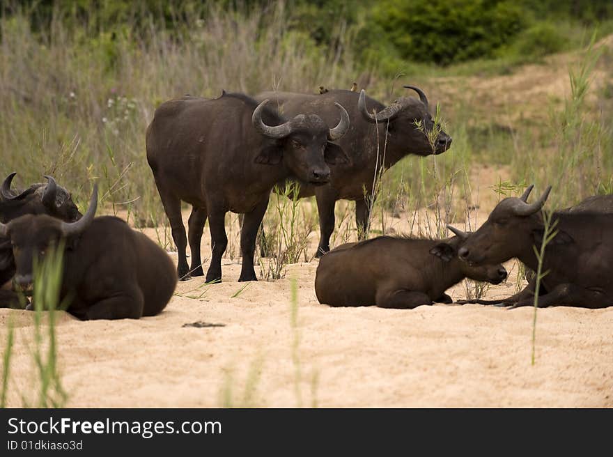 Buffalo bull in Kruger park