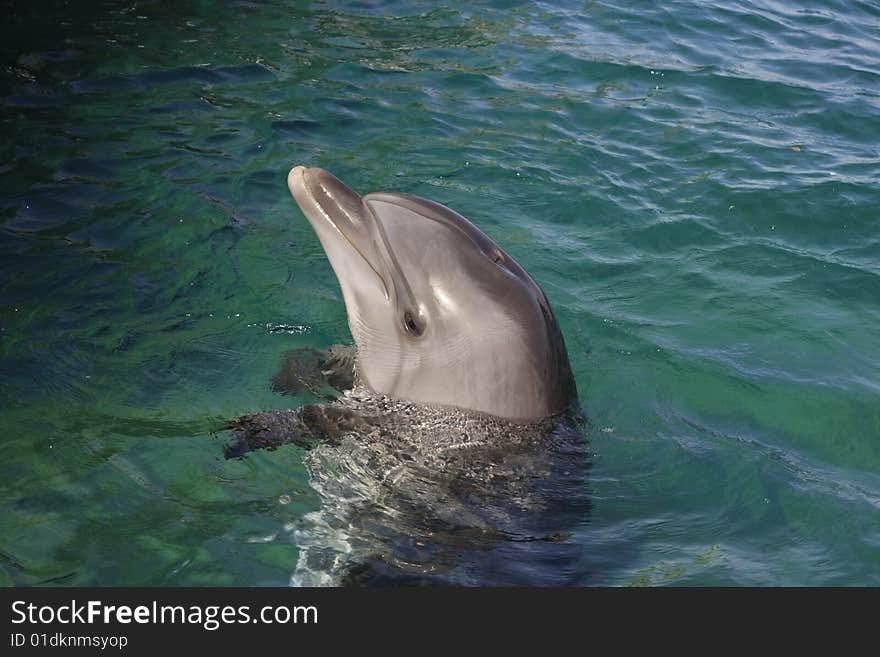 Bottle-nose dolphin