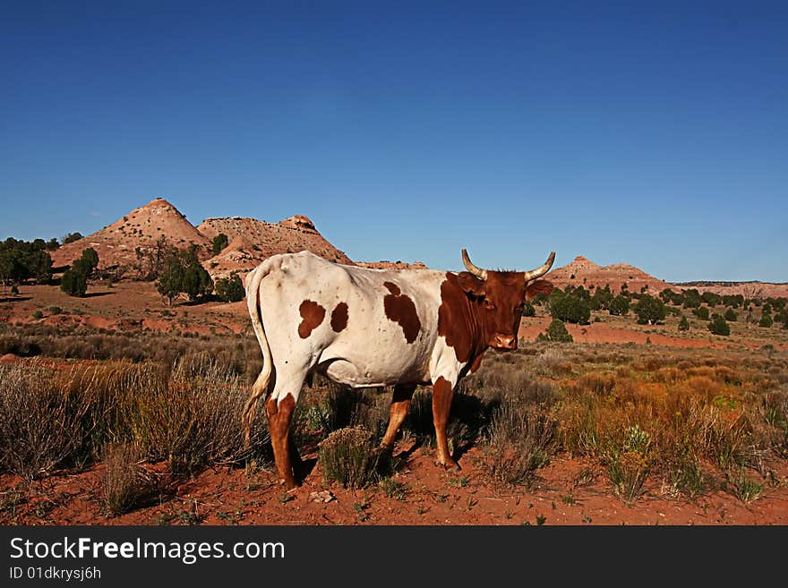 Texas Longhorn in the Southern Utah Desert. Texas Longhorn in the Southern Utah Desert