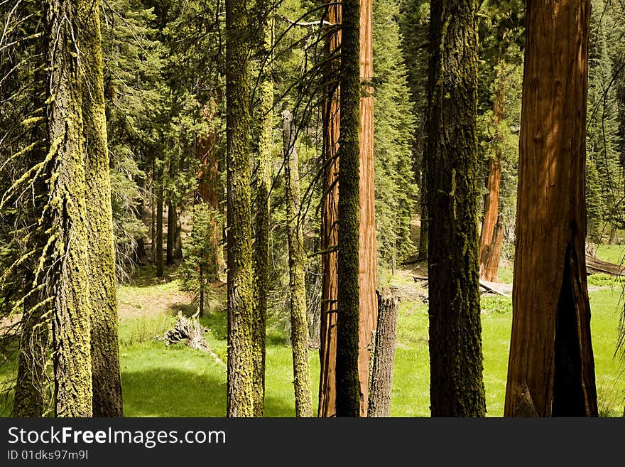 Group of Trees in Sequoia National Park. Group of Trees in Sequoia National Park