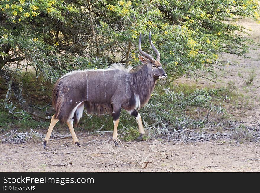 An Adult Nyala Bull walks past. An Adult Nyala Bull walks past