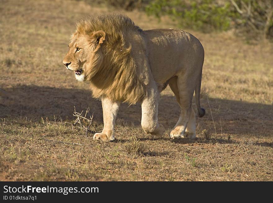 A proud African Male Lion strides confidently towards the Photographer. A proud African Male Lion strides confidently towards the Photographer