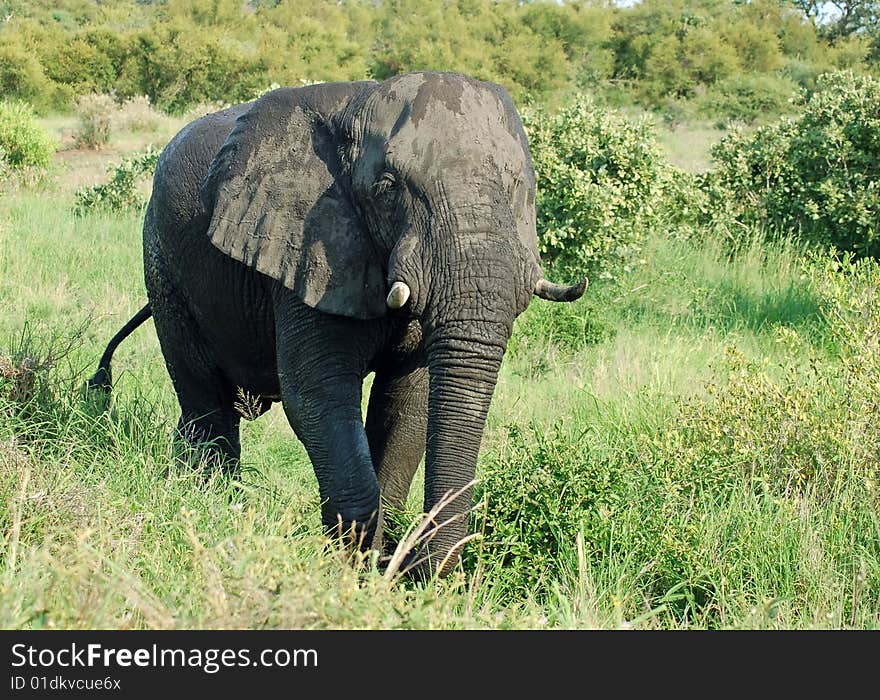 An African Elephant (Loxodonta africana) in the Kruger Park, South Africa. An African Elephant (Loxodonta africana) in the Kruger Park, South Africa.