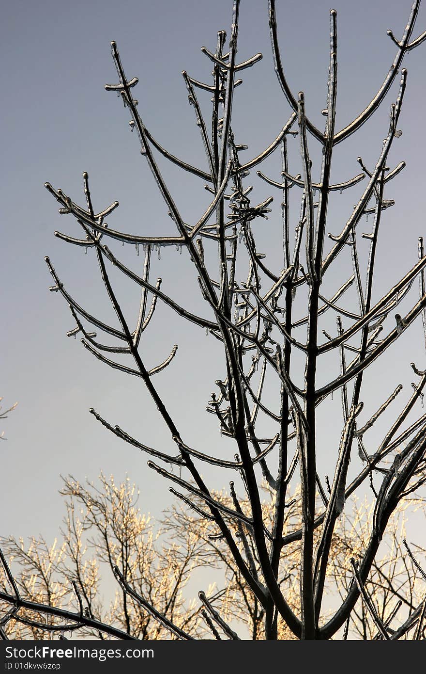 Icy rain weighs down trees and branches. Icy rain weighs down trees and branches