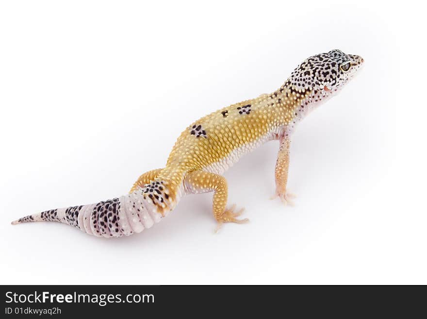 Leopard Gecko