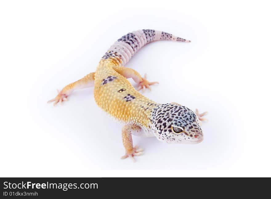 Leopard Gecko