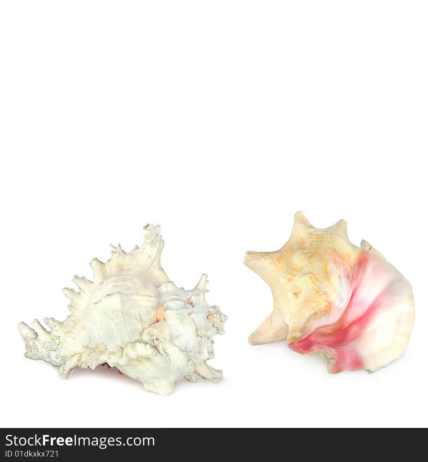 Two conch seashells, over white background. Two conch seashells, over white background.