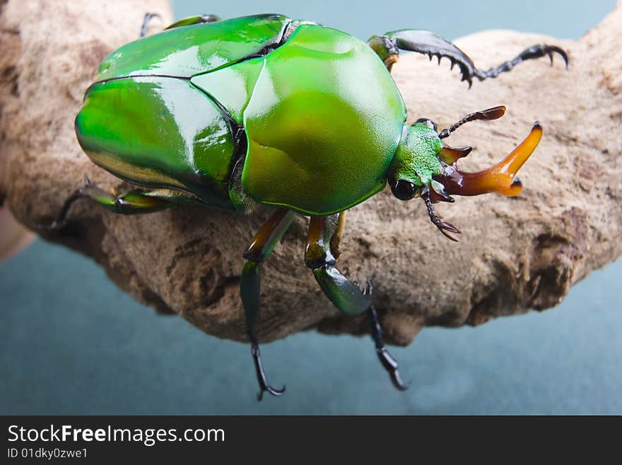 A Green Flower Beetle (Eudicella morgani) on an interesting piece of wood