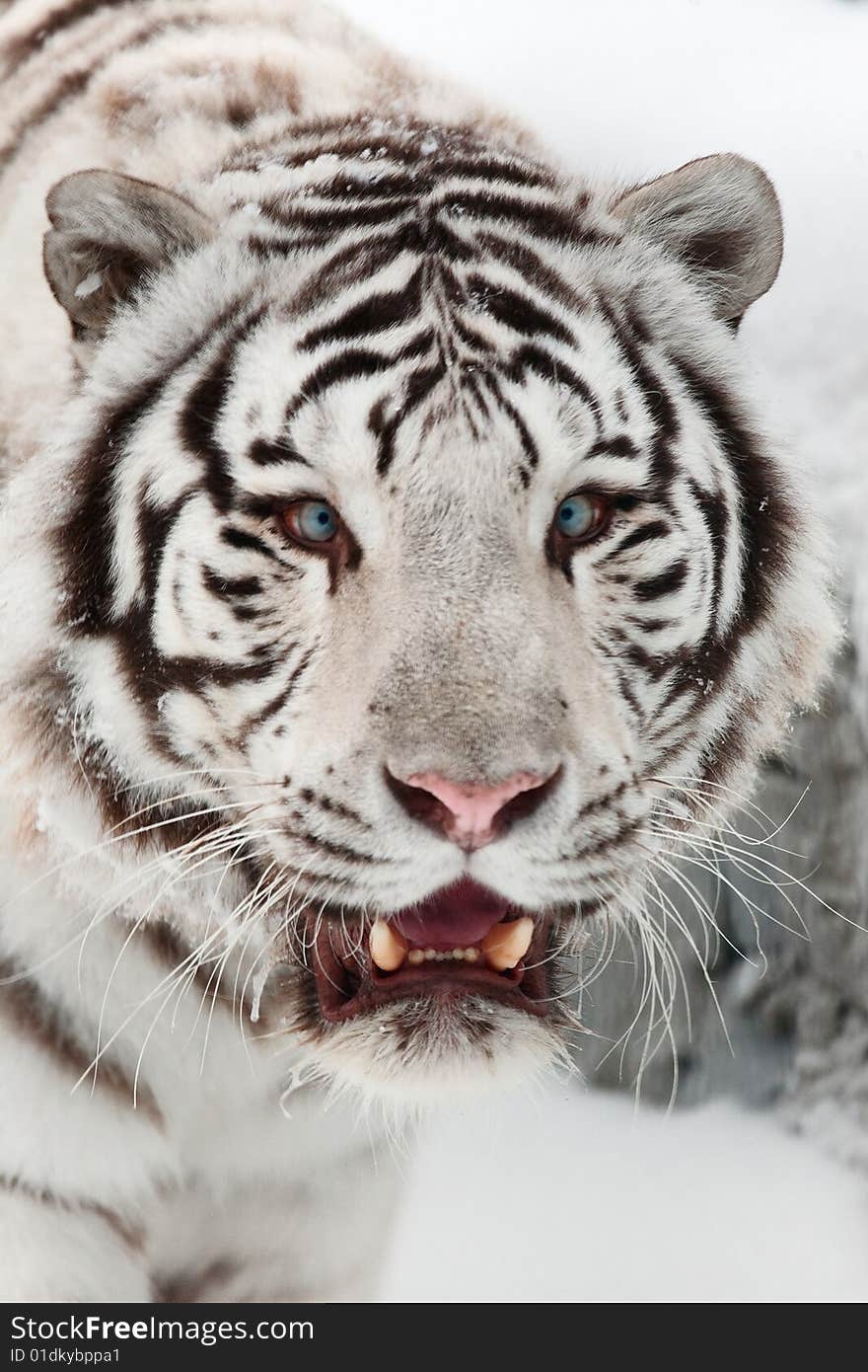 White tiger portrait