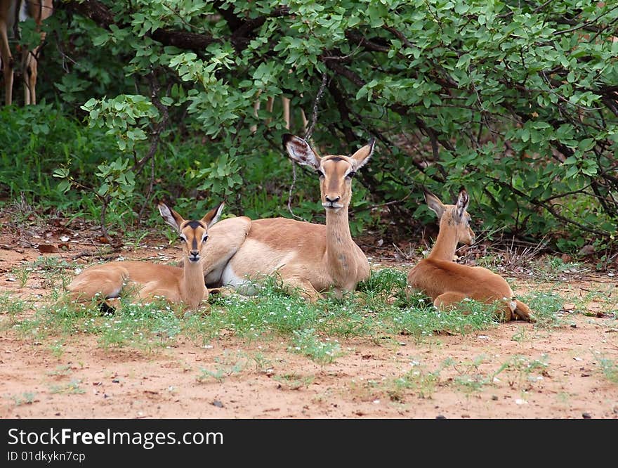 Impala  (Aepyceros Melampus) with twins. Impala  (Aepyceros Melampus) with twins.