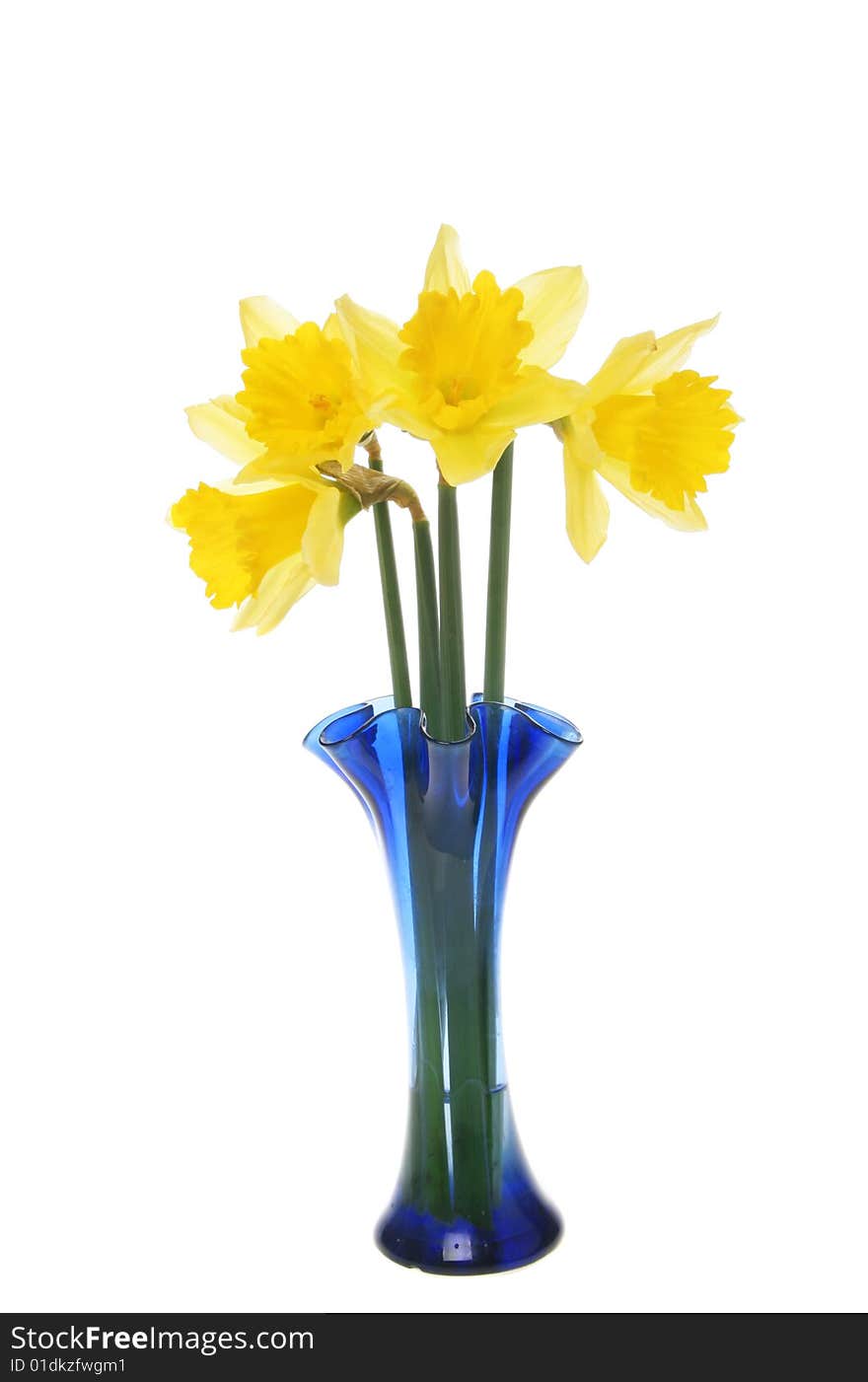 Bunch of daffodils in a blue vase