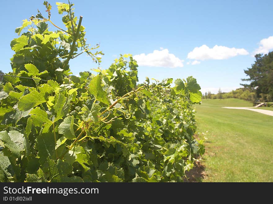 Vineyard on the golf course