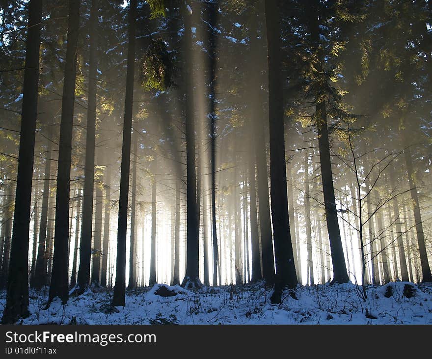 Sun beams in forest