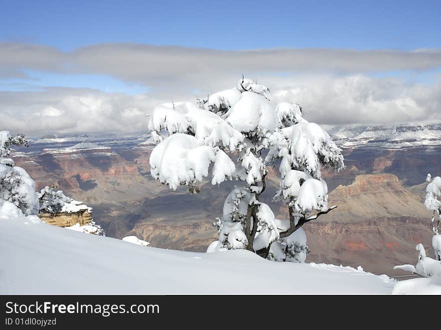 A snow covered tree overlooking the grand canyon