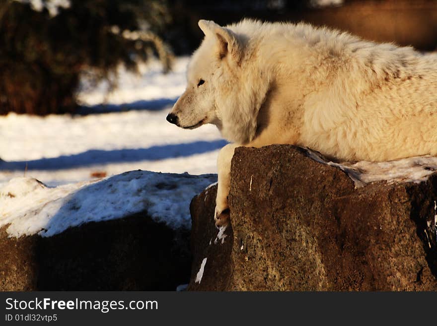 A wolf on a stone. A wolf on a stone