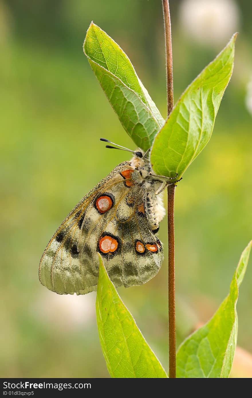 Nomion butterfly sitting on the grass